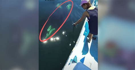 Baby Orca Leads Rescuers To Free Trapped Mother In Heartwarming Video