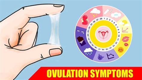 Signs Of Ovulation Early Ovulation Symptoms When Do You Ovulate