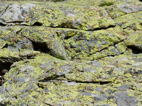 Banco De Imagens Grama Plantar Pedra Musgo Geologia Afloramento