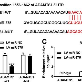 PGR Is A Direct Target Of MiR 375 A Schematic Of The Putative