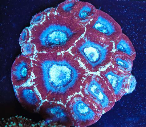 Ultra Bowerbanki Coral Frag Box Corals