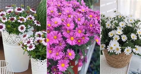 Daisy Flower Meaning and Symbolism | Balcony Garden Web