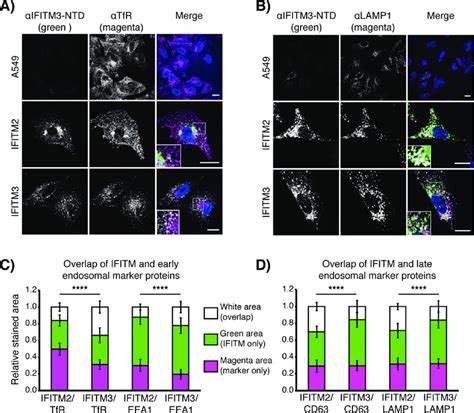 IFITM2 And IFITM3 Are Found In Endosomal Compartments OS IFITM2 HA And