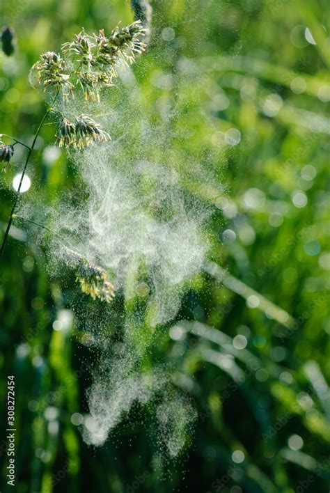 Foto De Pollen Flight Of Grasses Grass Pollen Dactylis Glomerata Flying Departing Grass Pollen