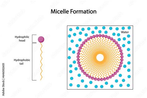 Micelle Structure, Soap Molecule, Micelle Formation. Vector ...