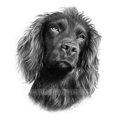 Cocker Spaniel Pencil Drawing