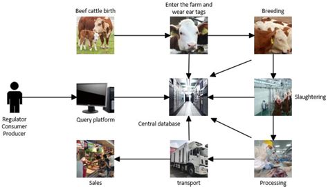 PDF Design And Implementation Of Traceability System For Beef Cattle