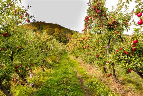 Apple Trees In Orchard Idared Cultivar Stock Photo Download Image Now