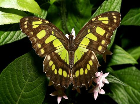 Im Genes Bonitas De Mariposas Listas Para Descargar