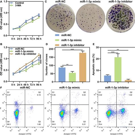 The Roles Of Mir P On Proliferation And Apoptosis In Am Cells A