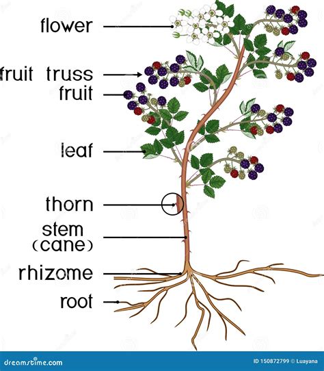 Parts Of Plant Morphology Of Blackberry Shrub With Flowers Berries