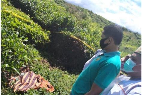 Foto Mayat Di Kebun Teh Kayu Aro Kerinci Ternyata Dibunuh Selingkuhan