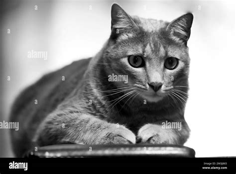 A Grayscale Of A Cute American Shorthair Cat Resting At Home On The