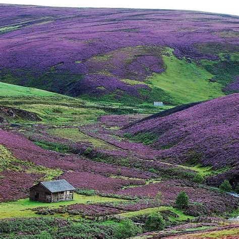 Purple Hills At The Scottish Border I Need To Live Here Beautiful