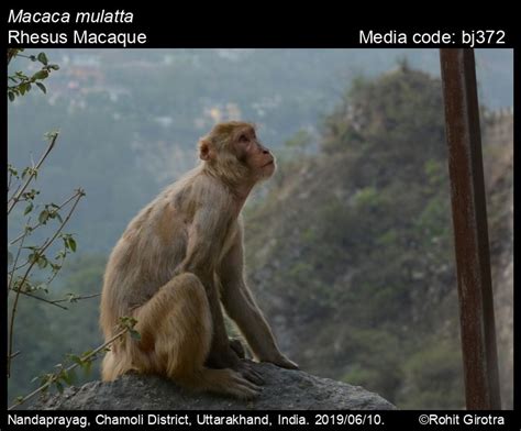 Macaca mulatta Zimmermann, 1780 - Rhesus Macaque | Mammals