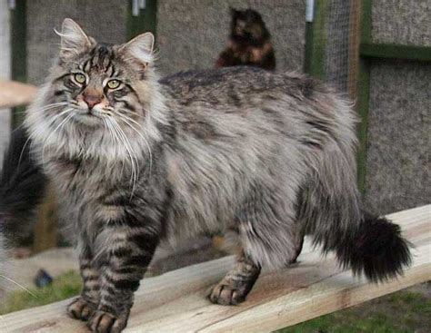 Pisica Main Coon, cea mai mare pisica domestica din lume - Cu Pisici