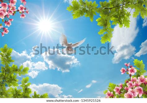 Cherry Blossoms Dove Sunny Sky Stock Photo 1345921526 Shutterstock