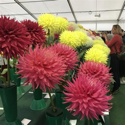 National Dahlia Society Annual Show 2017 At Rhs Wisley Jack