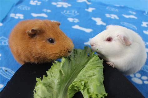 Guinea Pig Behavior Toward Each Other (What's Normal, What's Not ...