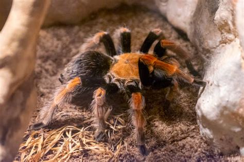 Best Pet Tarantulas For Beginners