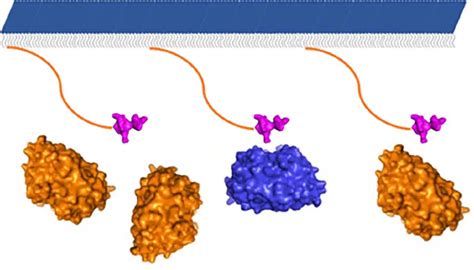 Spr Assay Services Ichor Life Sciences