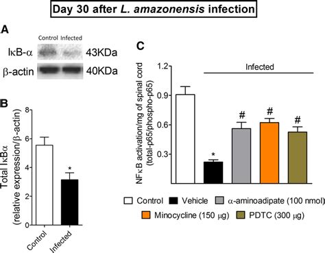 L amazonensis i pl infection decreases spinal cord total IκBα