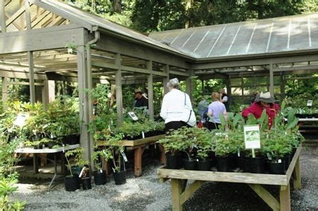 RSBG Nursery Rhododendron Species Botanical Garden Garden Nursery