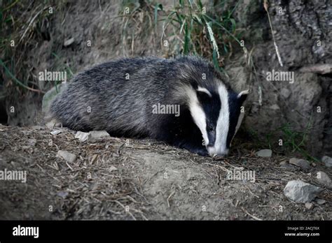 Eurasian Badger Cub Meles Meles Emerging From Sett Stock Photo Alamy