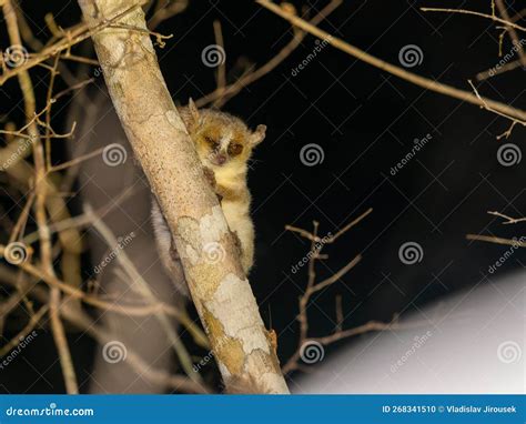 Brown Mouse Lemur Microcebus Rufus Foraging At Night Ranomafana