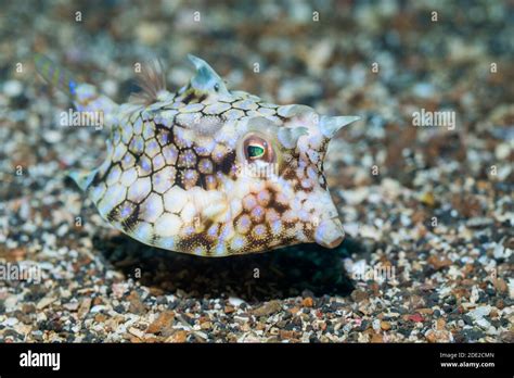 Blue Spotted Cowfish Hi Res Stock Photography And Images Alamy