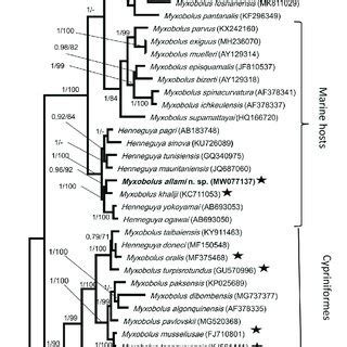 Phylogenetic Tree Resulting From Bayesian Analysis Inferred From The