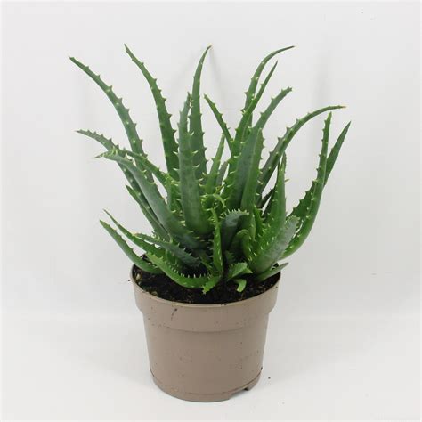 Aloe Arborescens Plant Wholesale Floraccess