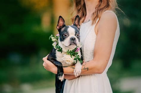 A Noiva Em Um Vestido De Noiva Seu Cachorro Casamento Amigo Dos