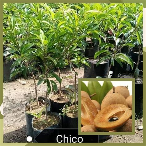 Live Plant Grafted Plant Marcoted Plant Chico Ponderosa Tree Plant ...