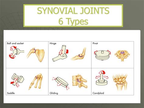 What Are The Six Different Types Of Synovial Joints Design Talk