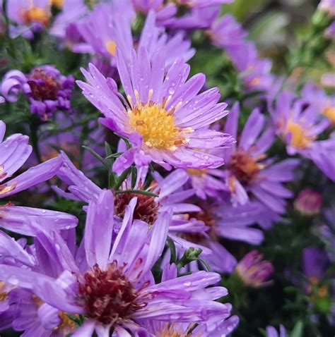 Астра кустарниковая Blue Bouquet Aster dumosus Blue Bouquet - купить ...