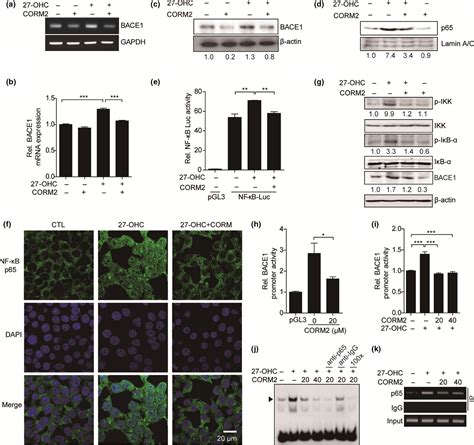 Carbon Monoxide Attenuates Amyloidogenesis Via Down‐regulation Of Nf‐κb