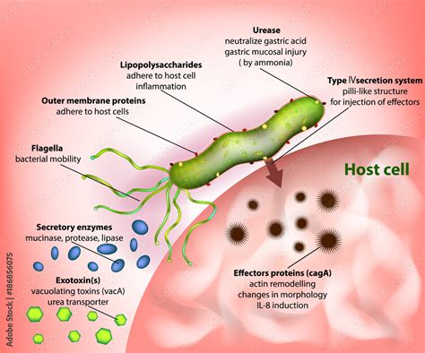 Vetor De Helicobacter Pylori Or Campylobacter Pylori Virulence Factors