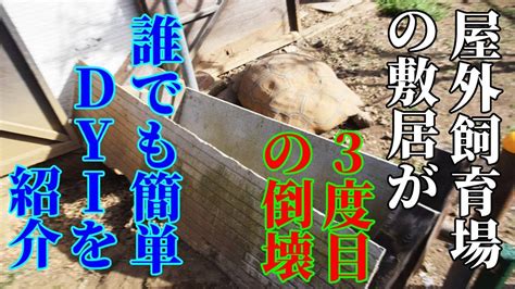 飼育環境のアルダブラゾウガメとケヅメリクガメ屋外飼育場が敷居が3度目の倒壊DYIで誰で簡単に修理を紹介 YouTube