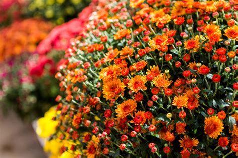 How To Keep Mums Blooming | Extend The Life of Autumn Mums