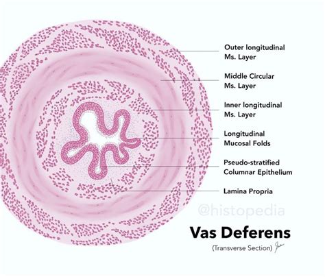 Histology Diagram Of Vas Deferens Histology Slides Reproductive