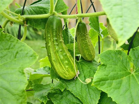 15 Brilliant Cucumber Trellis Ideas