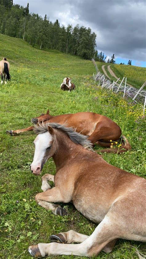 Nsker Ny Hest Ponni Finn Torget