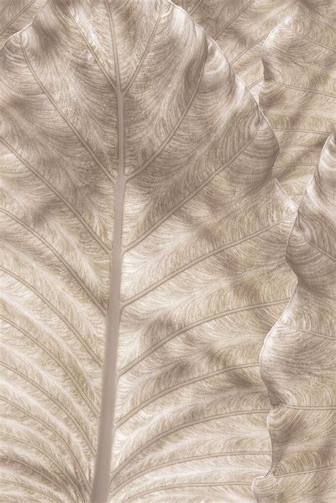 Shadow Frond Beige Leaf Wallpaper By Edge Collections Beige Wallpaper