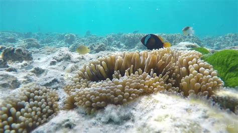 Heron Island Fish Tank Youtube