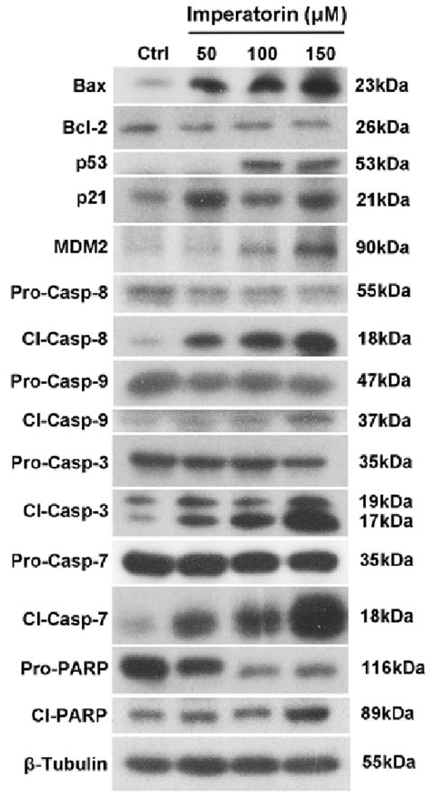 Expression Of Apoptosis Related Proteins In Ht 29 Cells After Treatment