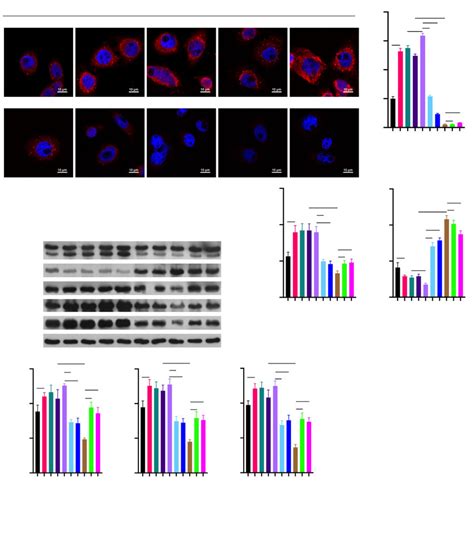 TRPC6 Promoted Zn 2 Influx And Autophagy In OGD R HK 2 Cells By