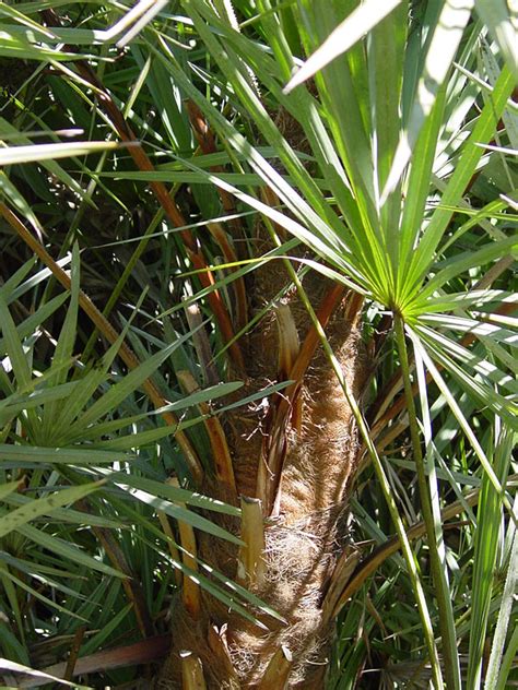 Green Saw Palmetto Palm Serenoa Repens Urban Palms