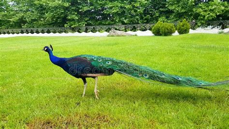 Elegant Peacocks Walking Around At The Lawn In A Park In Bulgaria