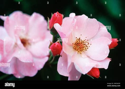 Rose ´ghislaine De Féligonde´ Stock Photo Alamy